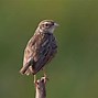 Burung Putih Murah