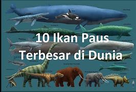 Video Ikan Paus Terbesar Di Dunia